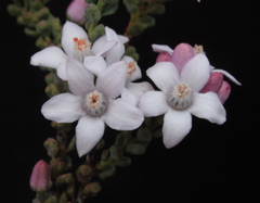 Philotheca rhomboidea