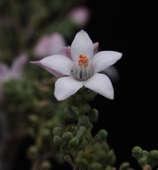 Philotheca rhomboidea