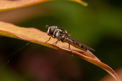 Platycheirus albimanus
