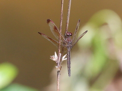 Neurothemis stigmatizans
