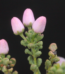 Philotheca rhomboidea