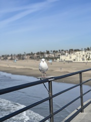 Larus occidentalis