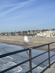 Larus occidentalis