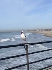 Larus occidentalis