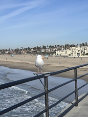 Larus occidentalis