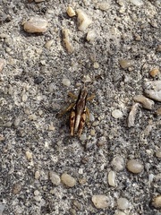 Phaulacridium marginale