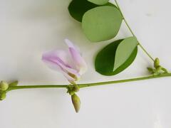 Abrus precatorius africanus