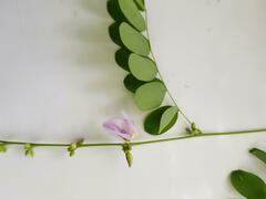 Abrus precatorius africanus