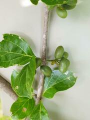 Afrocanthium mundianum