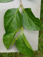 Afrocanthium mundianum