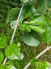 Afrocanthium mundianum
