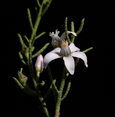 Philotheca brucei brucei