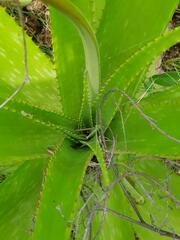 Aloe dyeri
