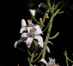 Philotheca brucei brucei