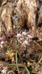 Asclepias stellifera