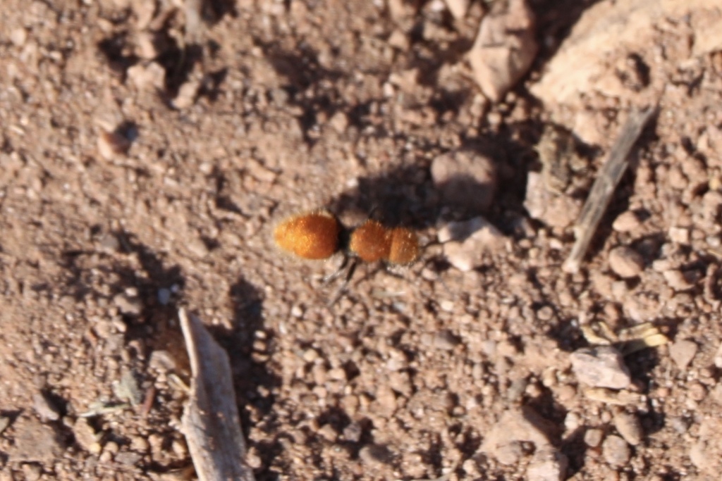 Pseudomethoca aureovestita