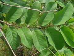 Annona senegalensis senegalensis