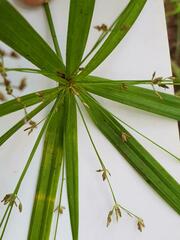 Cyperus albostriatus