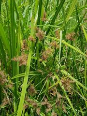 Cyperus dives