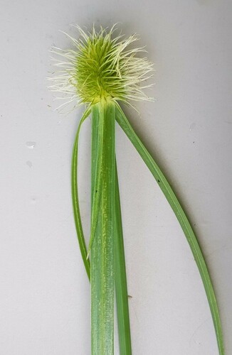 Cyperus melanospermus