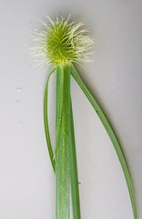 Cyperus melanospermus