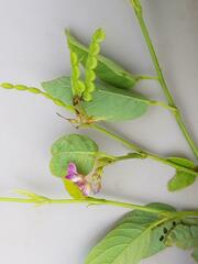 Desmodium tortuosum