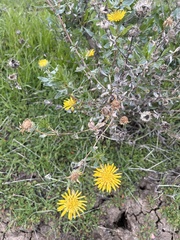 Grindelia camporum