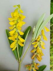 Eriosema psoraleoides