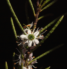 Philotheca deserti deserti