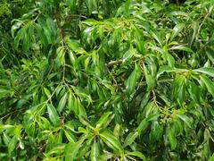 Heteropyxis natalensis