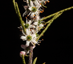 Philotheca deserti deserti