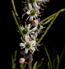 Philotheca deserti deserti