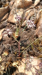Asclepias stellifera