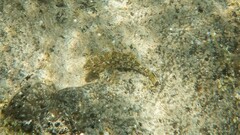 Chironemus marmoratus