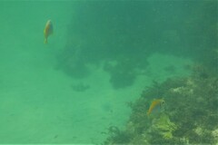 Schuettea scalaripinnis