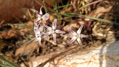 Asclepias stellifera