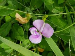 Vigna vexillata vexillata