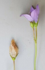 Wahlenbergia undulata