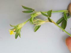 Zornia capensis capensis