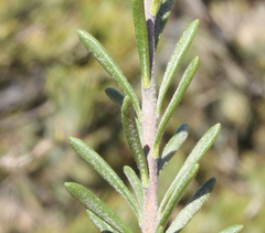 Philotheca spicata