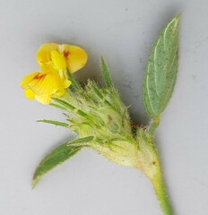 Zornia capensis capensis