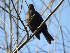 Turdus mandarinus