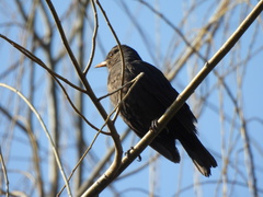 Turdus mandarinus