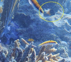 Stegastes partitus