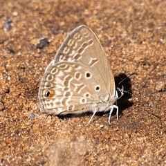 Euchrysops malathana