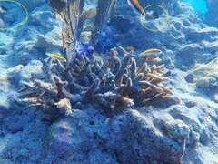 Stegastes partitus