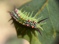 Doratifera quadriguttata