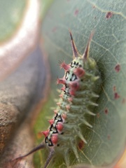 Doratifera quadriguttata