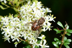 Copidapha