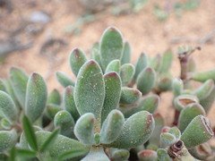 Crassula rogersii